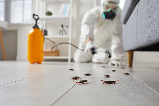 Commercial Rodent Management in Windsor